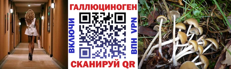 Галлюциногенные грибы Magic Shrooms  Купить где  Пласт 